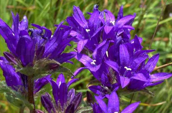 Flowering plant with purple flowers