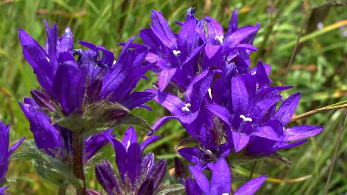 Flowering plant with purple flowers