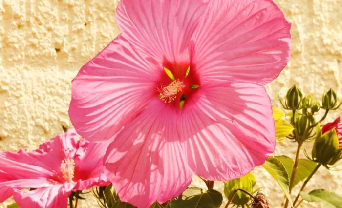 Hibiscus plant no flowers