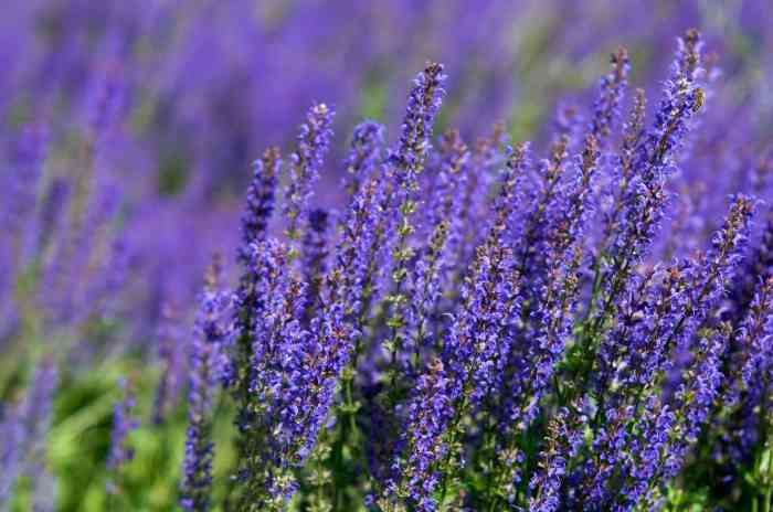 Flowering plant with purple flowers